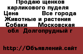 Продаю щенков карликового пуделя › Цена ­ 2 000 - Все города Животные и растения » Собаки   . Московская обл.,Долгопрудный г.